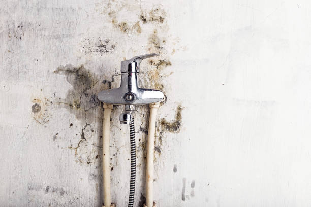 Best Same-Day Mold Removal  in Riviera Beach, FL