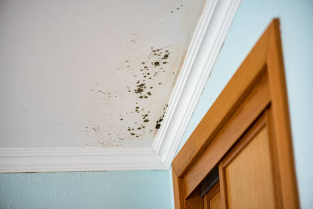 Best Mold Damage Repair  in Riviera Beach, FL