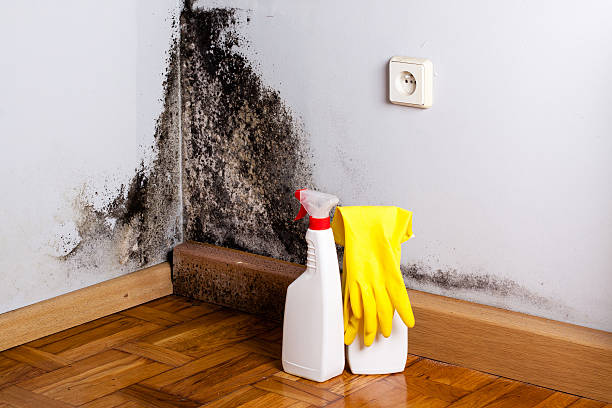 Mold Removal Process in Riviera Beach, FL