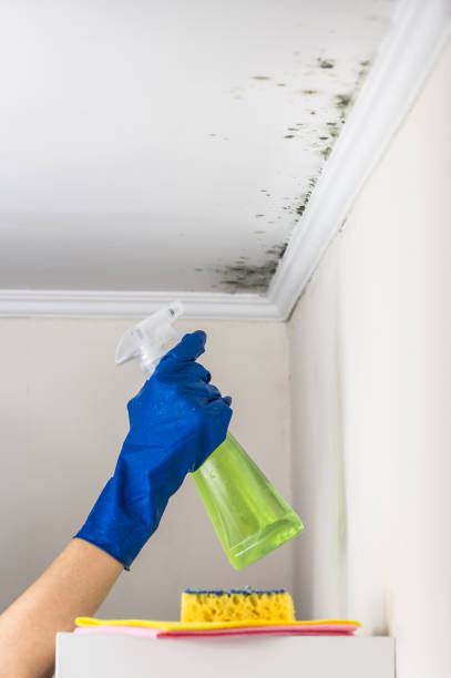 Best Mold Removal Process  in Riviera Beach, FL